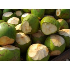 Delicioso Coco Verde de Agua (Ciento)